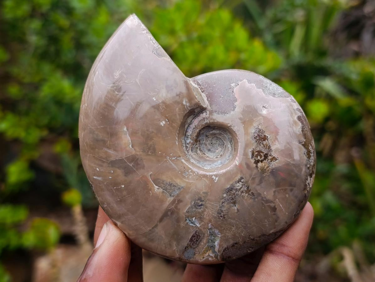 Polished Whole Red Opalized Cleoniceras Ammolite Ammonite Fossils x 3 From Tulear, Madagascar