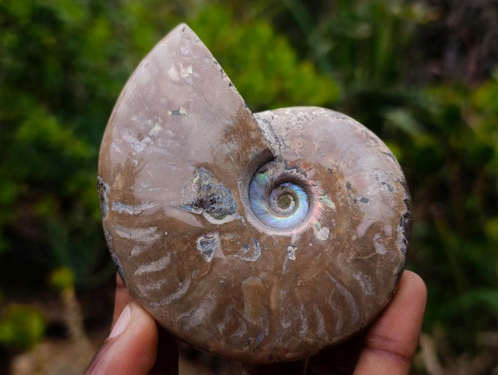 Polished Whole Red Opalized Cleoniceras Ammolite Ammonite Fossils x 3 From Tulear, Madagascar