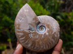 Polished Whole Red Opalized Cleoniceras Ammolite Ammonite Fossils x 3 From Tulear, Madagascar