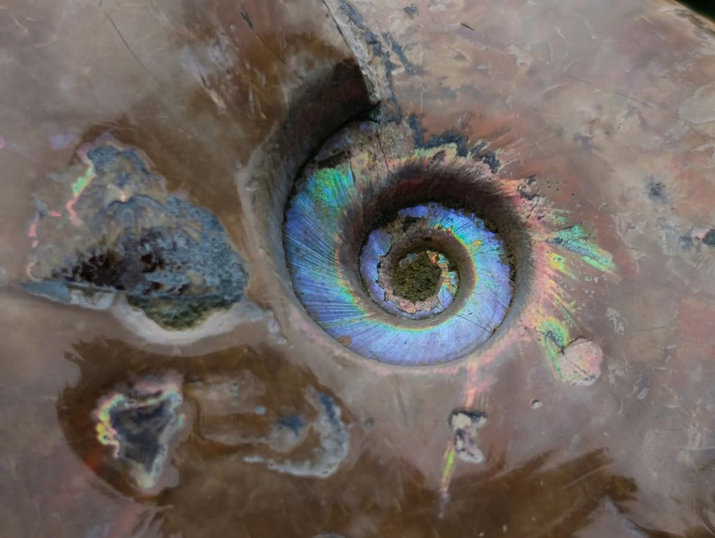 Polished Whole Red Opalized Cleoniceras Ammolite Ammonite Fossils x 3 From Tulear, Madagascar