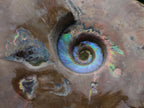 Polished Whole Red Opalized Cleoniceras Ammolite Ammonite Fossils x 3 From Tulear, Madagascar