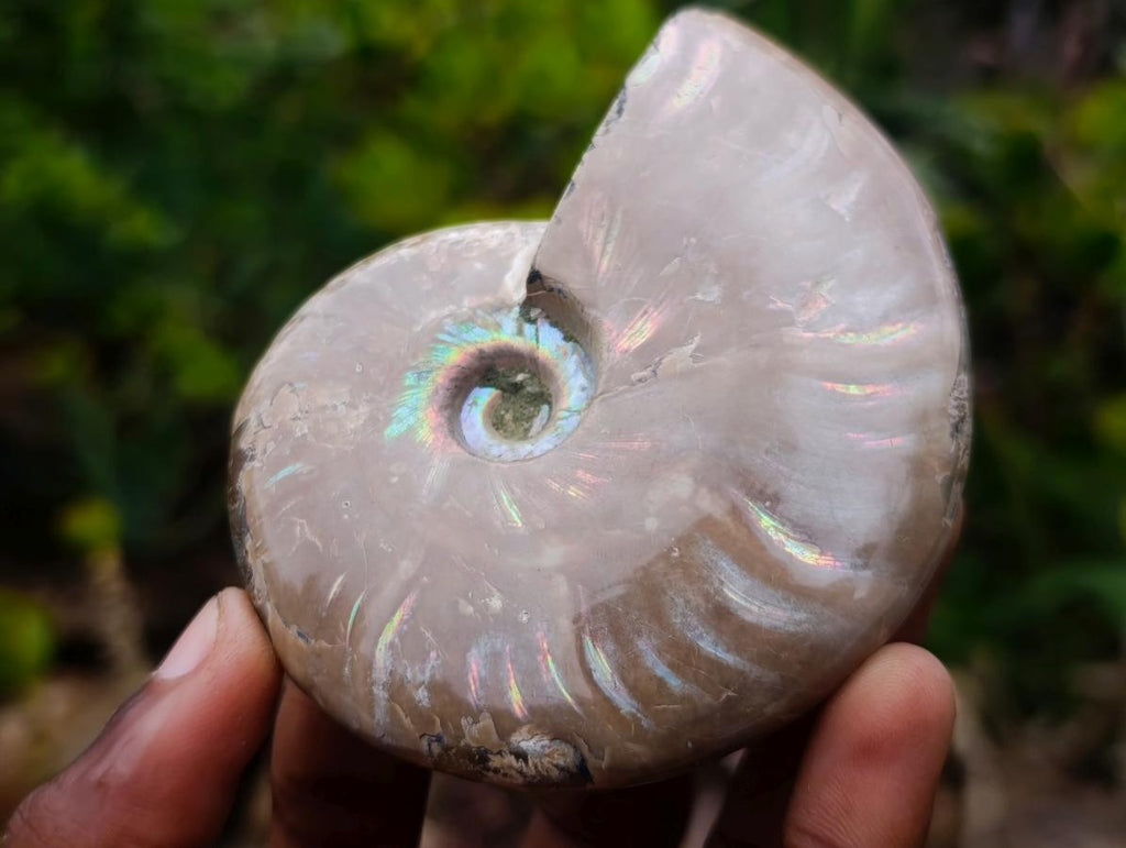 Polished Whole Red Opalized Cleoniceras Ammolite Ammonite Fossils x 3 From Tulear, Madagascar