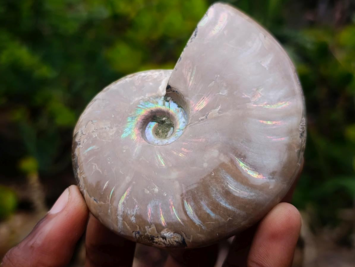 Polished Whole Red Opalized Cleoniceras Ammolite Ammonite Fossils x 3 From Tulear, Madagascar