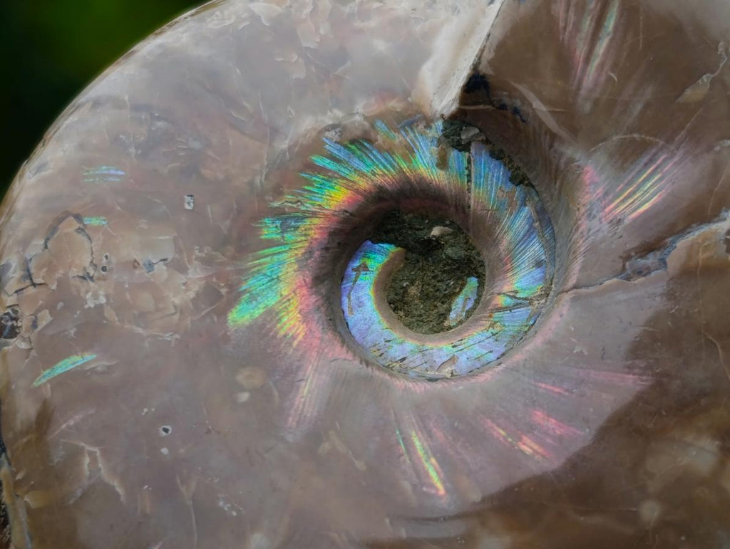 Polished Whole Red Opalized Cleoniceras Ammolite Ammonite Fossils x 3 From Tulear, Madagascar