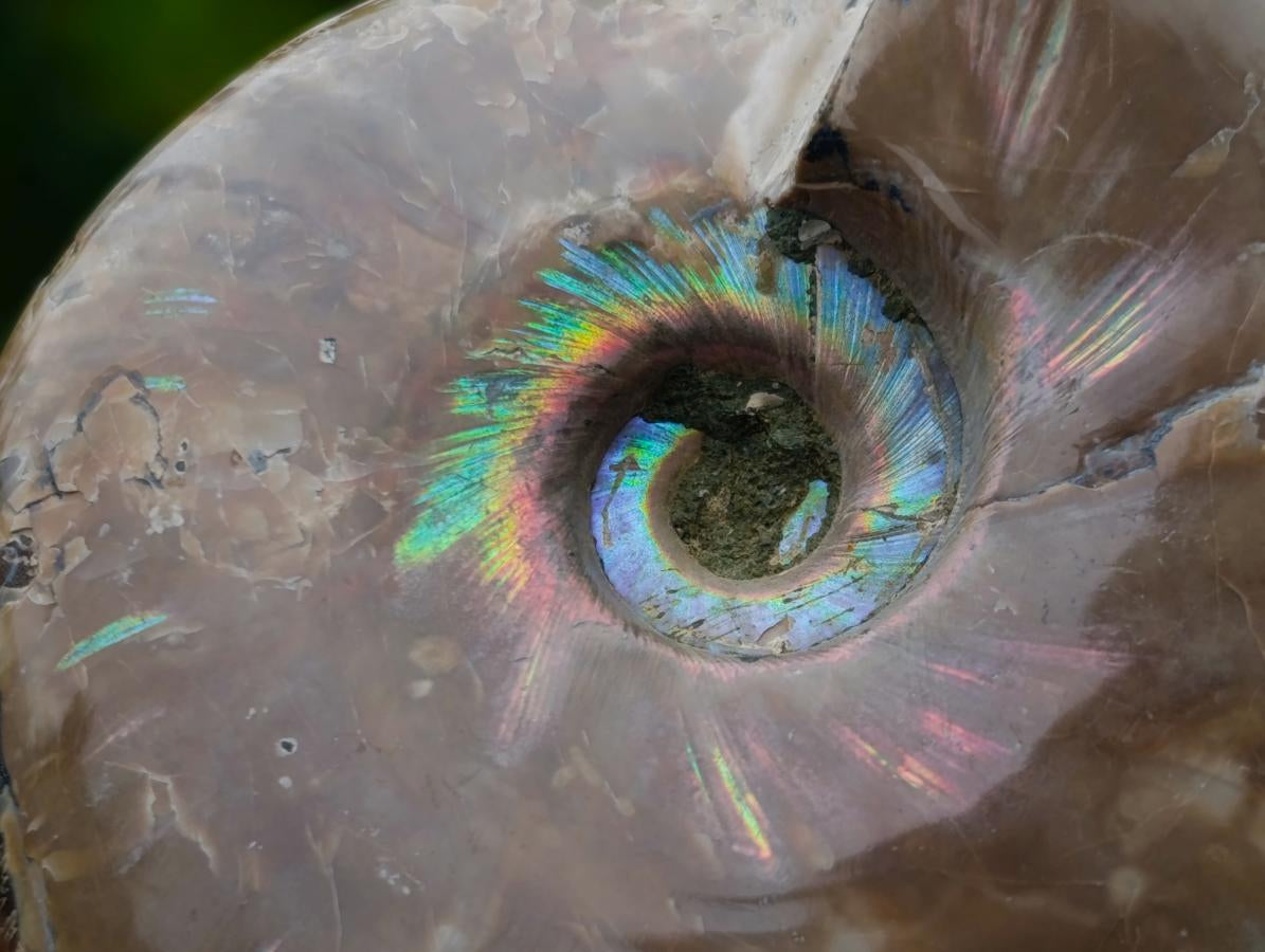 Polished Whole Red Opalized Cleoniceras Ammolite Ammonite Fossils x 3 From Tulear, Madagascar