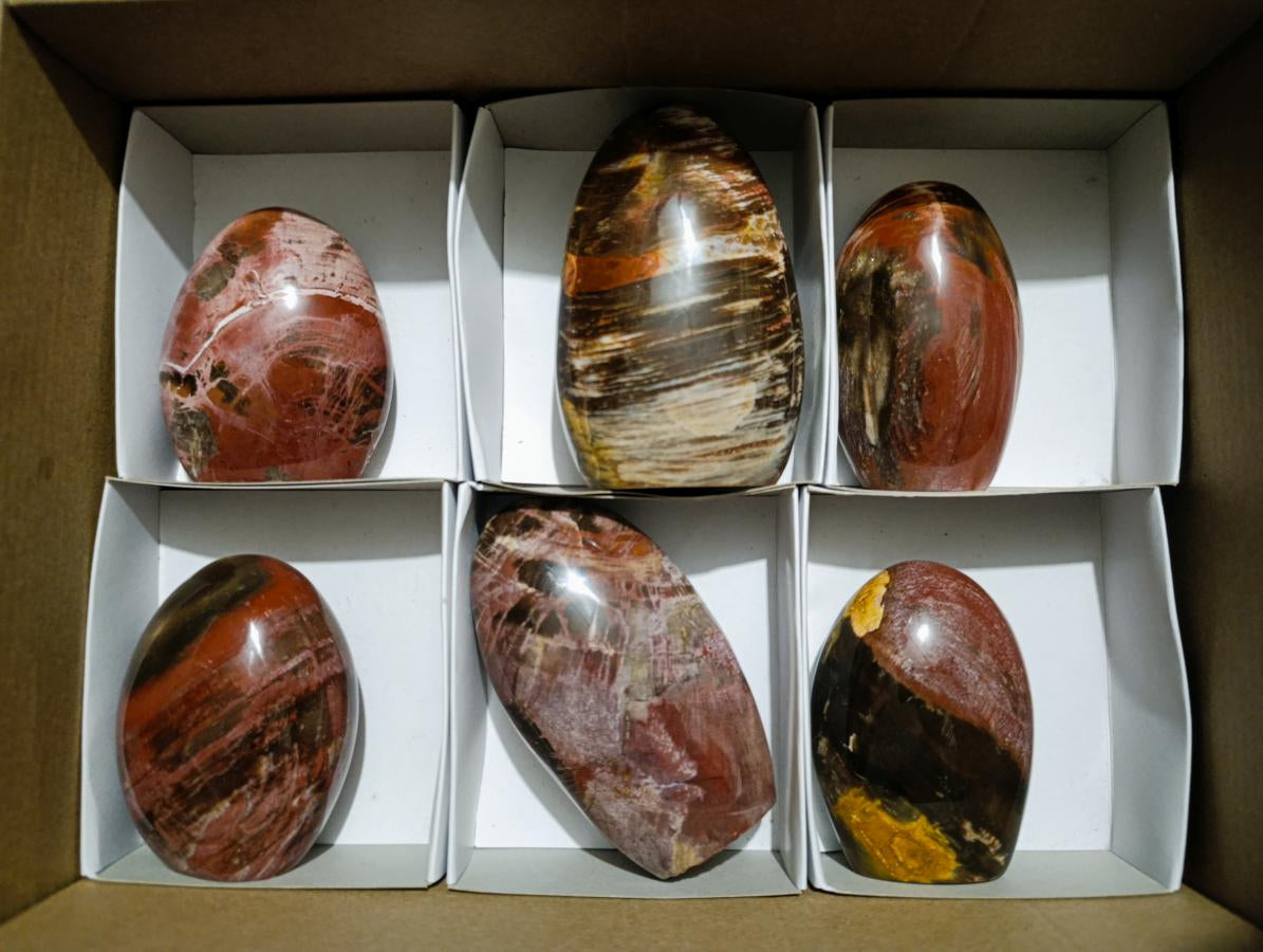 Polished Red Podocarpus Petrified Wood Standing Display Pieces x 6 From Mahajanga, Madagascar