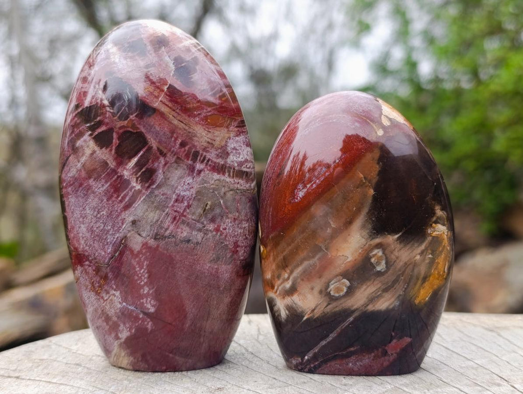 Polished Red Podocarpus Petrified Wood Standing Display Pieces x 6 From Mahajanga, Madagascar