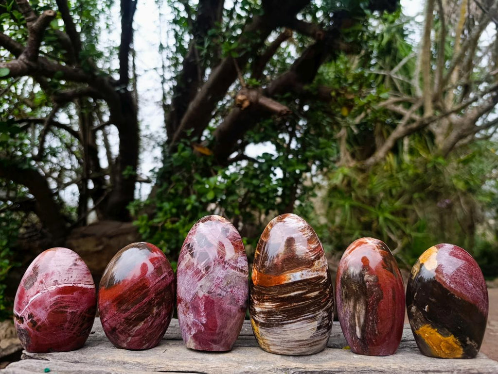 Polished Red Podocarpus Petrified Wood Standing Display Pieces x 6 From Mahajanga, Madagascar