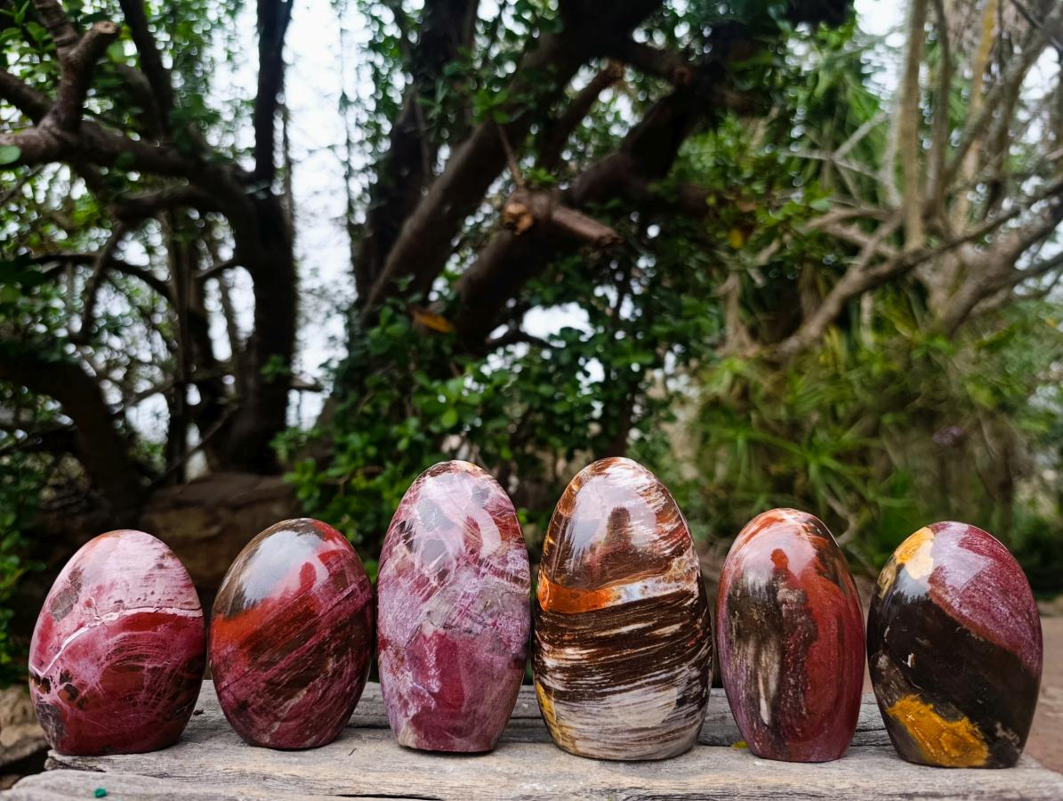 Polished Red Podocarpus Petrified Wood Standing Display Pieces x 6 From Mahajanga, Madagascar