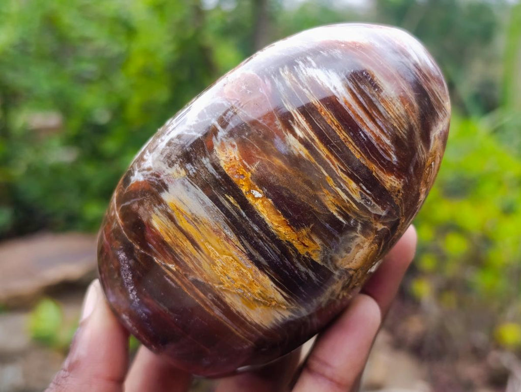 Polished Red Podocarpus Petrified Wood Standing Display Pieces x 6 From Mahajanga, Madagascar