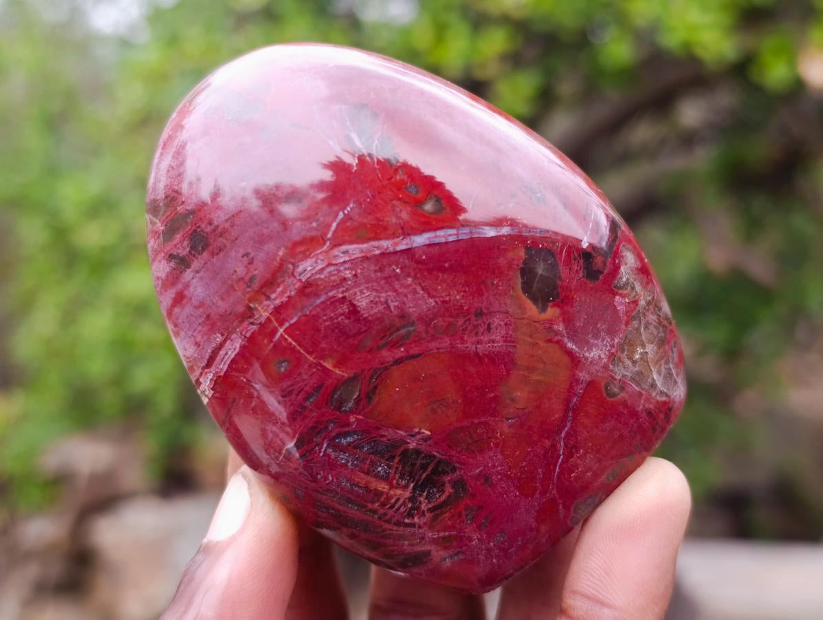Polished Red Podocarpus Petrified Wood Standing Display Pieces x 6 From Mahajanga, Madagascar
