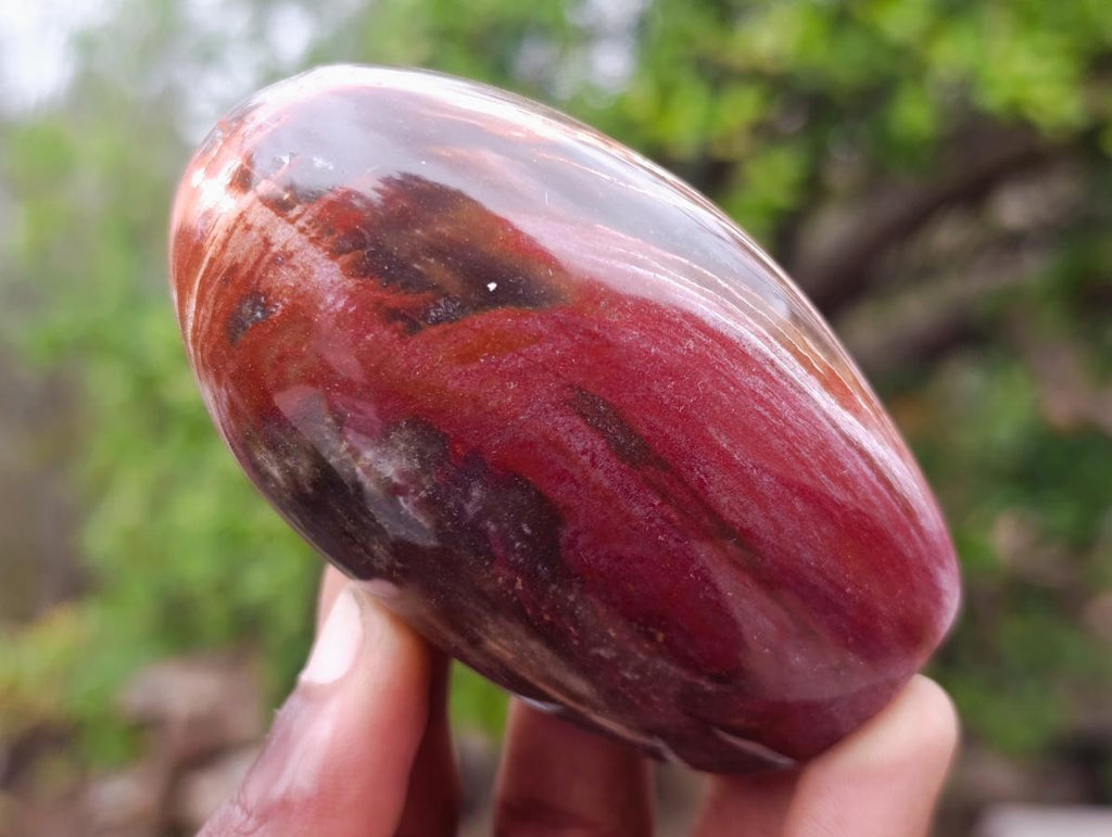 Polished Red Podocarpus Petrified Wood Standing Display Pieces x 6 From Mahajanga, Madagascar