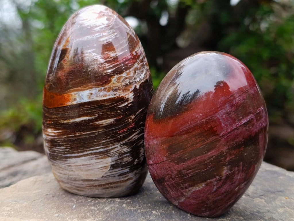 Polished Red Podocarpus Petrified Wood Standing Display Pieces x 6 From Mahajanga, Madagascar