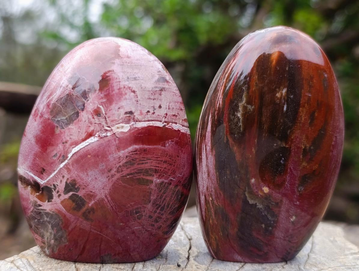 Polished Red Podocarpus Petrified Wood Standing Display Pieces x 6 From Mahajanga, Madagascar