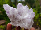 Natural Sugar Amethyst Crystal Clusters x 12 From Zambia