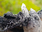 Natural Smokey Quartz Crystals with Schorl Black Tourmaline x 3 From Erongo, Namibia