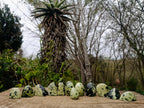 Polished Small Leopard Stone Standing Display Pieces x 12 From Zimbabwe