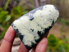 Polished Small Leopard Stone Standing Display Pieces x 12 From Zimbabwe