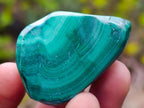 Polished Malacolla Free Forms x 35 From Kulukuluku, Congo