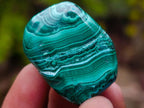 Polished Malacolla Free Forms x 35 From Kulukuluku, Congo