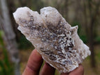 Natural Drusy Quartz Coated "Cock Spur" Calcite Crystals x 12 From Albert's Mountain, Lesotho