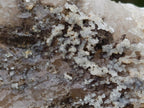 Natural Drusy Quartz Coated "Cock Spur" Calcite Crystals x 12 From Albert's Mountain, Lesotho
