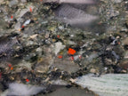 Polished Bloodstone Standing Display Pieces x 3 From Swaziland
