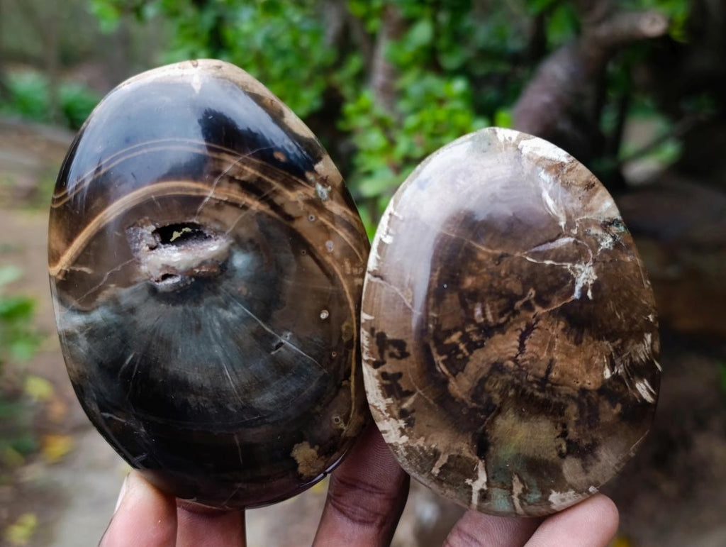 Polished and Natural Dadoxylon Petrified Wood Palm Stones x 6 From Gokwe, Zimbabwe