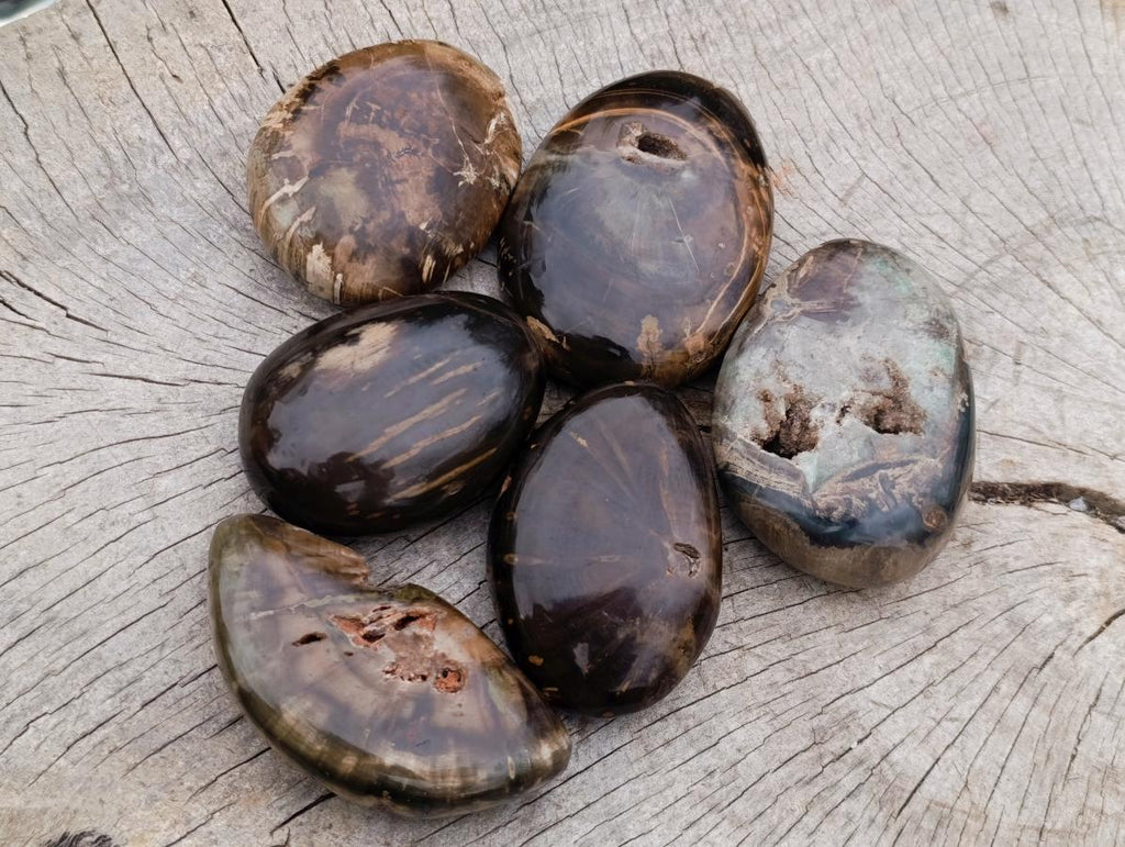 Polished and Natural Dadoxylon Petrified Wood Palm Stones x 6 From Gokwe, Zimbabwe