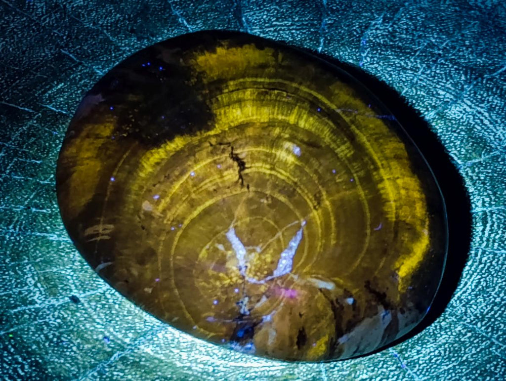 Polished and Natural Dadoxylon Petrified Wood Palm Stones x 6 From Gokwe, Zimbabwe