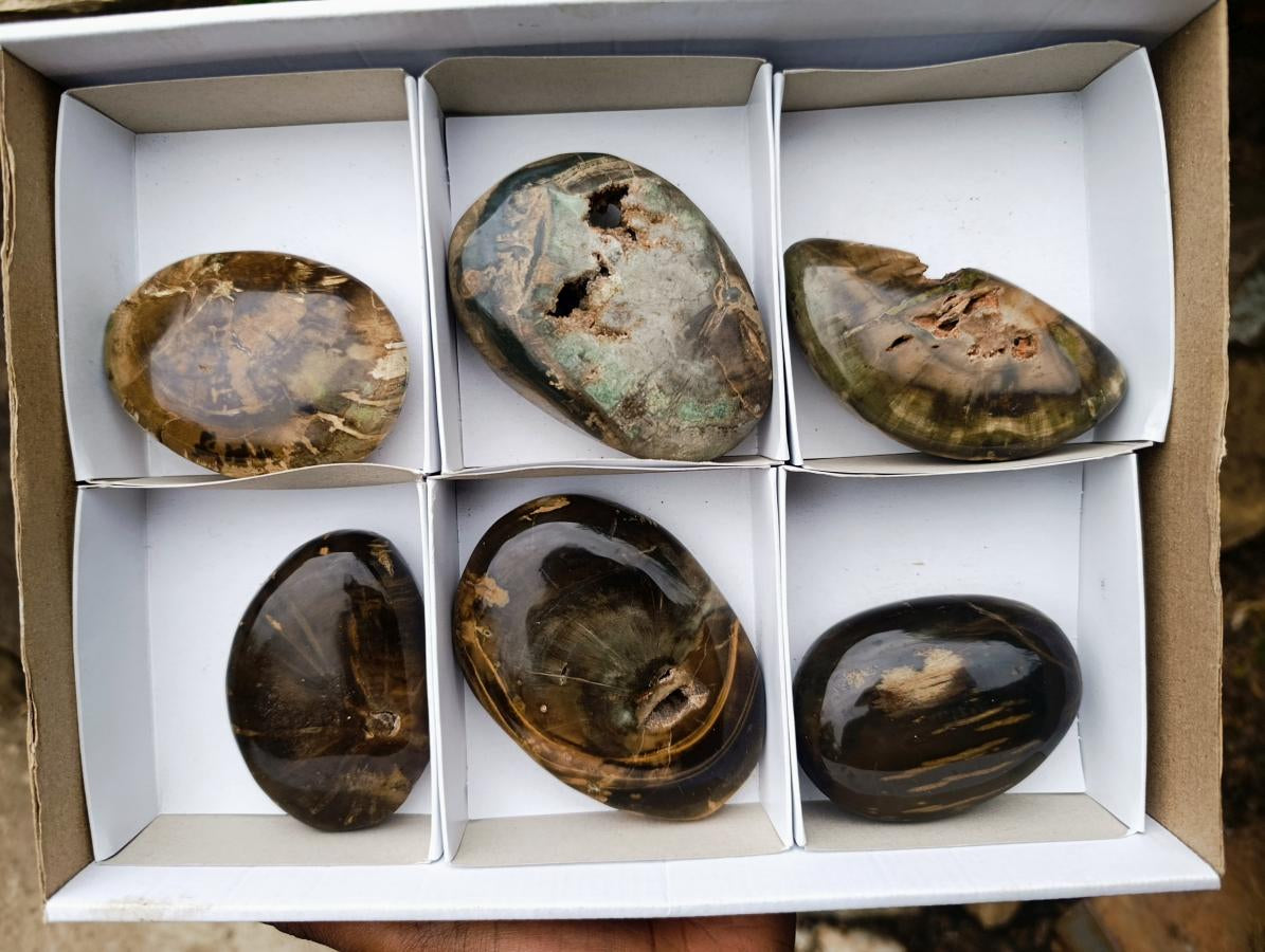 Polished and Natural Dadoxylon Petrified Wood Palm Stones x 6 From Gokwe, Zimbabwe