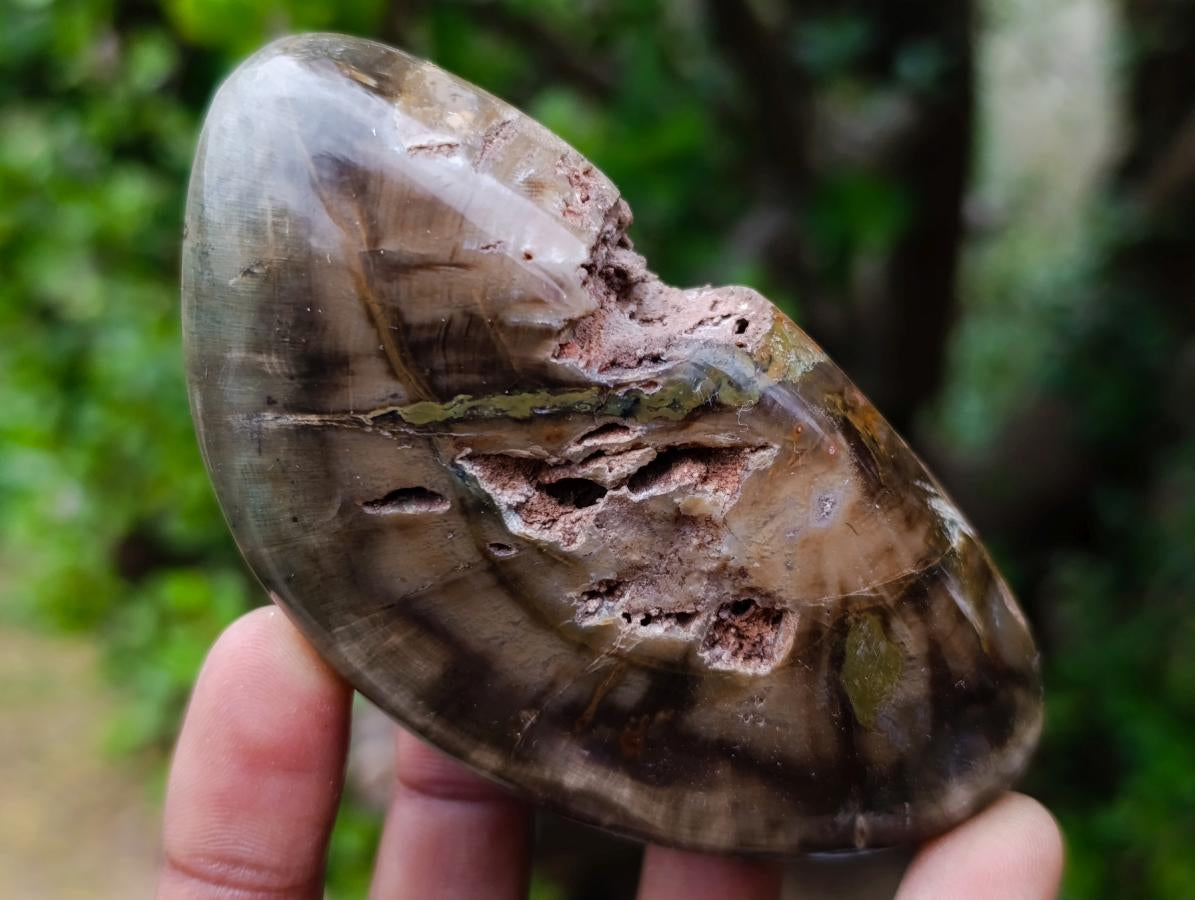 Polished and Natural Dadoxylon Petrified Wood Palm Stones x 6 From Gokwe, Zimbabwe