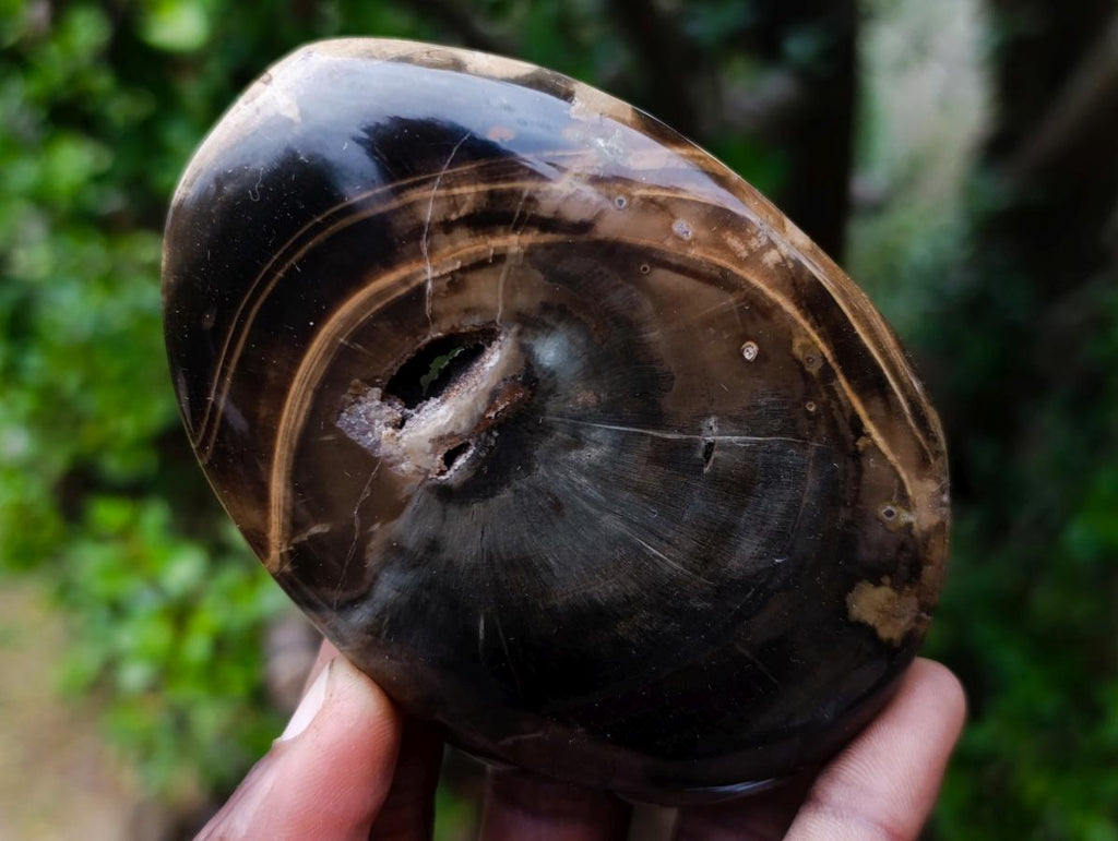 Polished and Natural Dadoxylon Petrified Wood Palm Stones x 6 From Gokwe, Zimbabwe