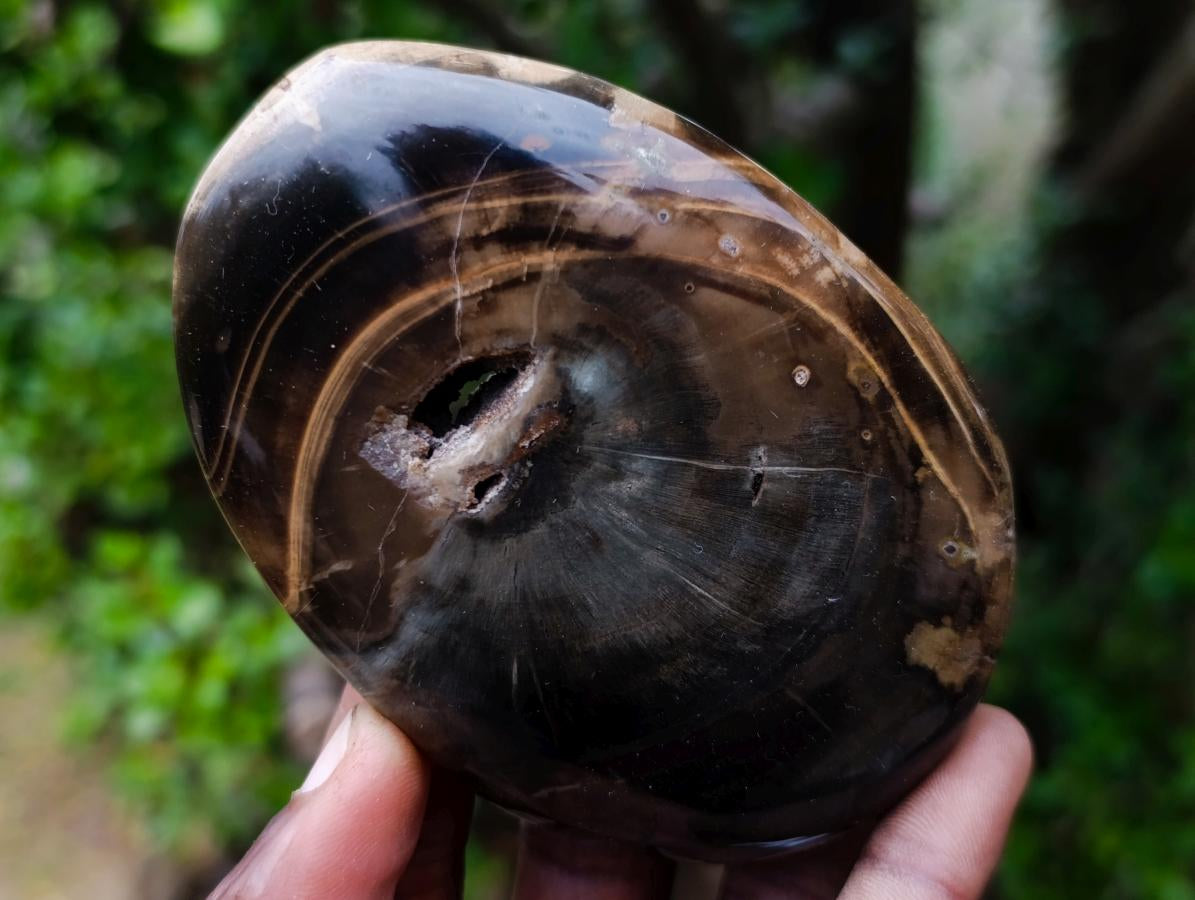 Polished and Natural Dadoxylon Petrified Wood Palm Stones x 6 From Gokwe, Zimbabwe