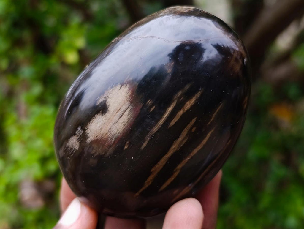 Polished and Natural Dadoxylon Petrified Wood Palm Stones x 6 From Gokwe, Zimbabwe