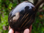 Polished and Natural Dadoxylon Petrified Wood Palm Stones x 6 From Gokwe, Zimbabwe