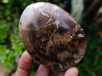 Polished and Natural Dadoxylon Petrified Wood Palm Stones x 6 From Gokwe, Zimbabwe