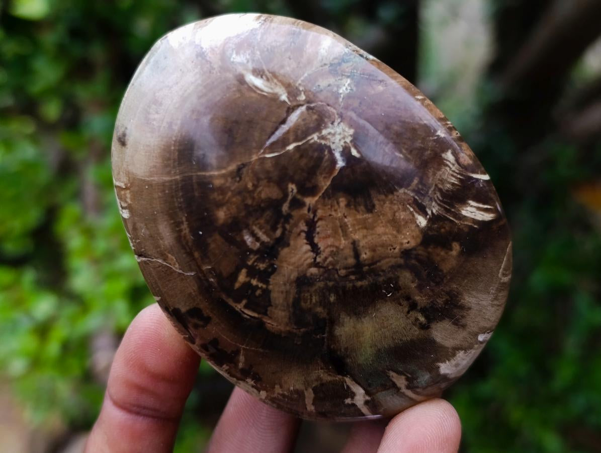 Polished and Natural Dadoxylon Petrified Wood Palm Stones x 6 From Gokwe, Zimbabwe