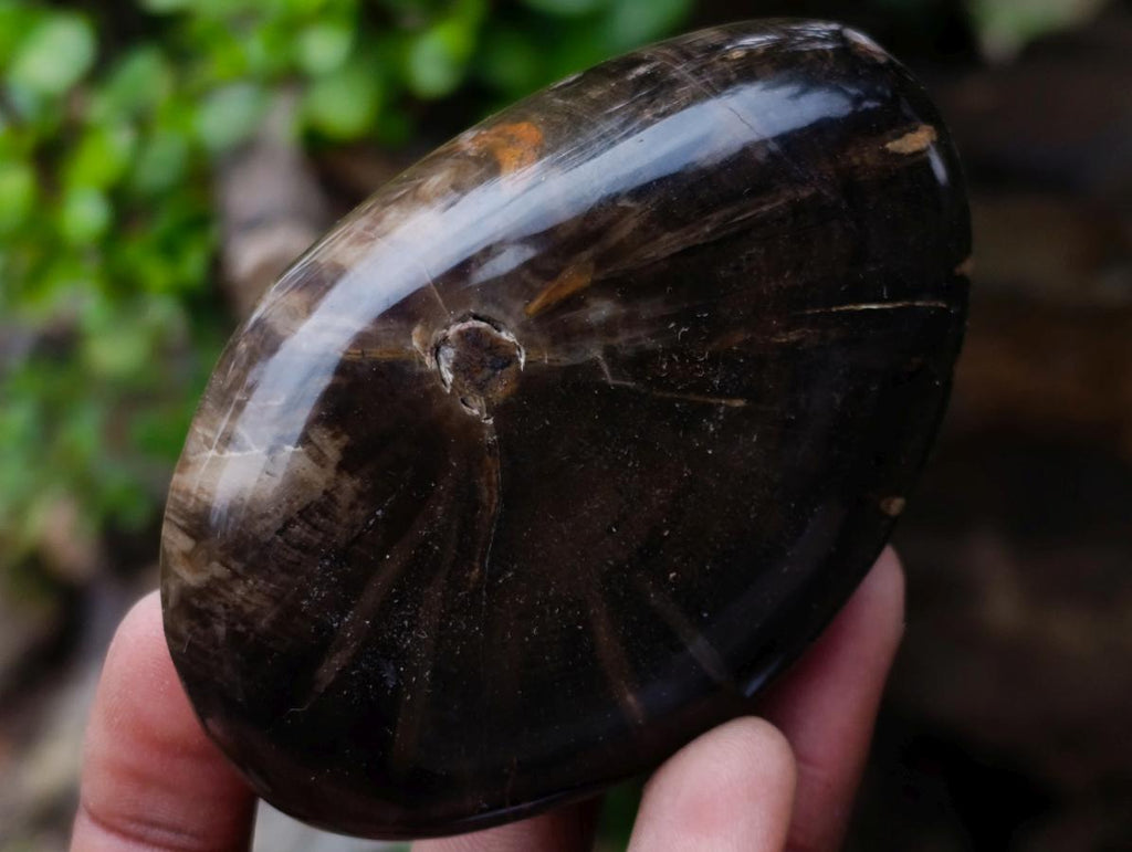 Polished and Natural Dadoxylon Petrified Wood Palm Stones x 6 From Gokwe, Zimbabwe
