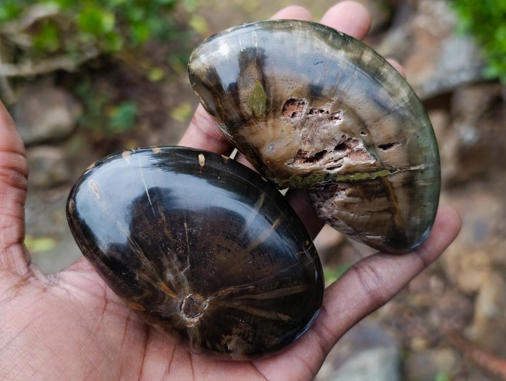 Polished and Natural Dadoxylon Petrified Wood Palm Stones x 6 From Gokwe, Zimbabwe