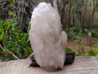 Natural XL Multi-Terminated Smokey Quartz Crystal with Inclusions x 1 From Angola
