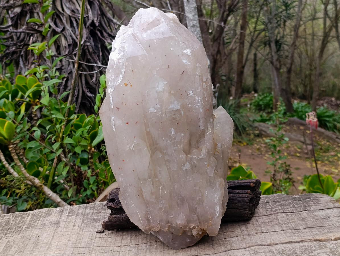 Natural XL Multi-Terminated Smokey Quartz Crystal with Inclusions x 1 From Angola