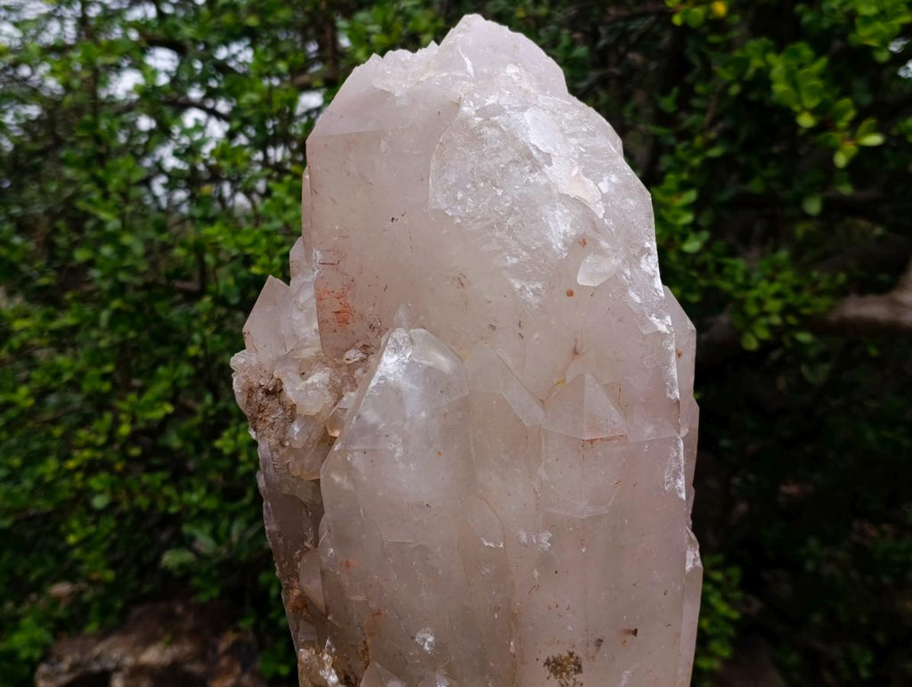 Natural XL Multi-Terminated Smokey Quartz Crystal with Inclusions x 1 From Angola