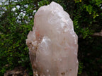 Natural XL Multi-Terminated Smokey Quartz Crystal with Inclusions x 1 From Angola