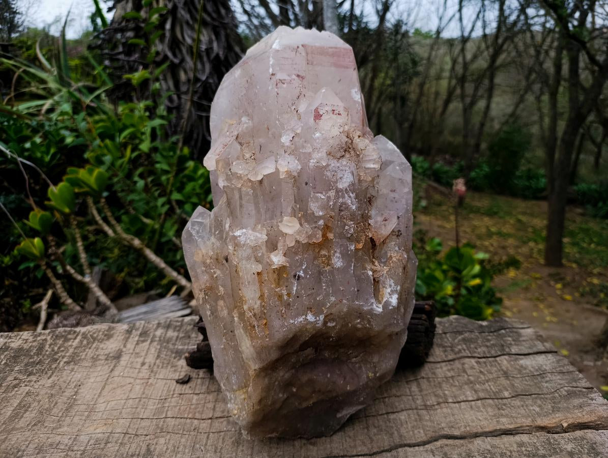 Natural XL Multi-Terminated Smokey Quartz Crystal with Inclusions x 1 From Angola