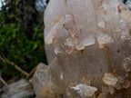 Natural XL Multi-Terminated Smokey Quartz Crystal with Inclusions x 1 From Angola