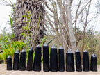 Polished Black Basalt Display Crystals x 12 From Madagascar