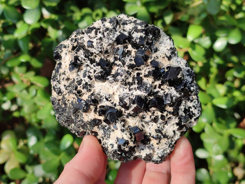 Natural Large Schorl Black Tourmaline Specimens with Feldspar x 2 From Erongo, Namibia