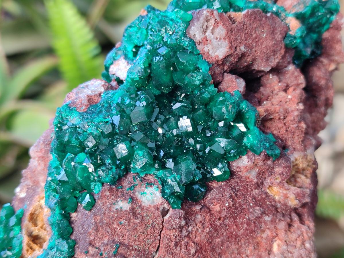 Natural Large Cabinet Size Dioptase on Dolomite Specimen x 1 From Mashamba East Mine, Congo