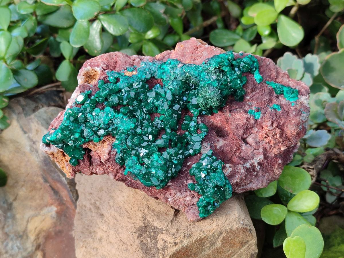 Natural Large Cabinet Size Dioptase on Dolomite Specimen x 1 From Mashamba East Mine, Congo